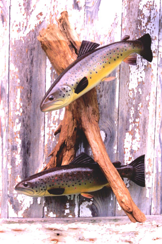  brown trout